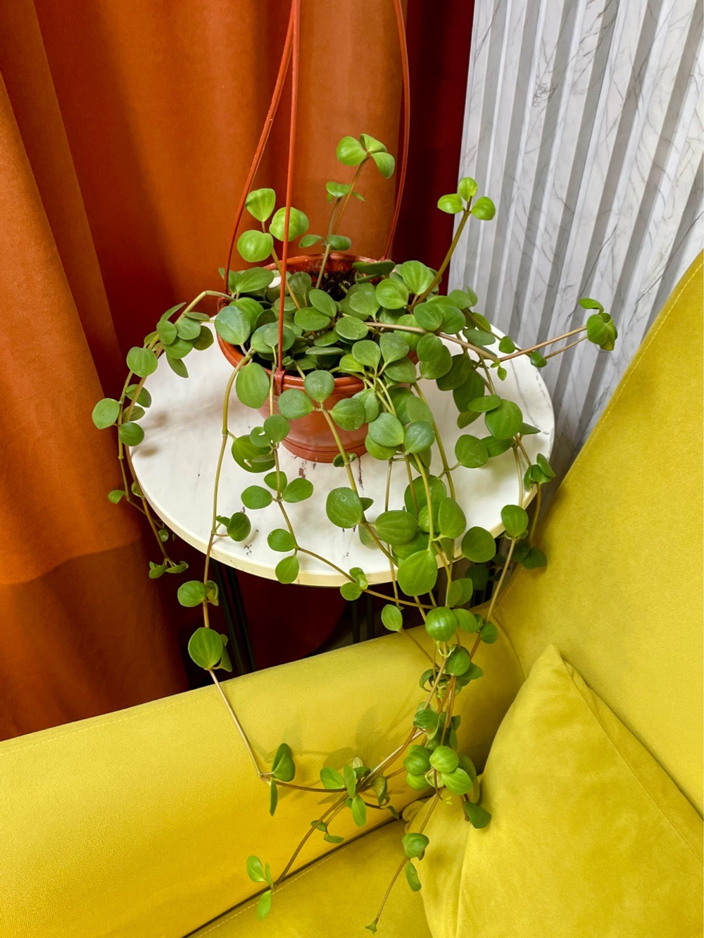 Пеперомия Хоуп в кашпо, D16см Н40см, 1шт, Urban Jungle (7143)