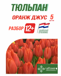 Тюльпан Оранж Джус, 5 шт, разбор 12+