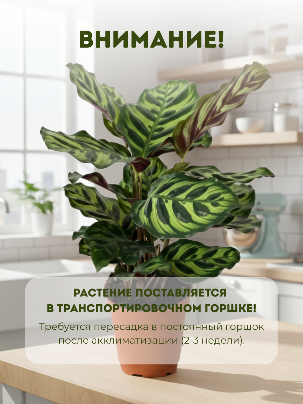 Калатея Peacock д.11