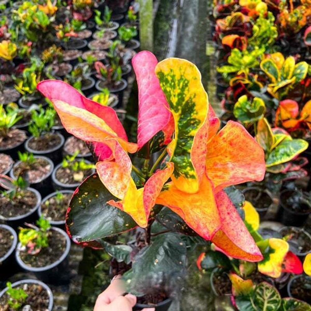 Кротон SAMUT SONGKHRAM