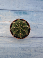 Gymnocalycium Friedrichii (Гимнокалициум)