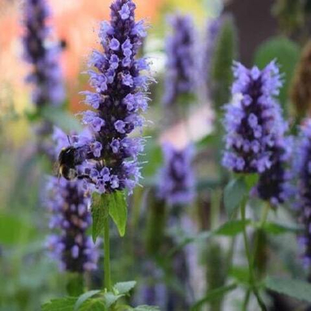 Агастахе "Black Adder". Agastache hybride "Black Adder".