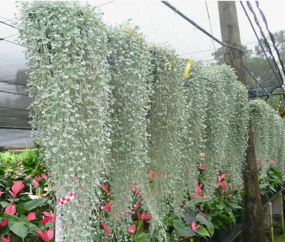 Дихондра серебристая Сильвер Фоллс МАРТ Рассада ОКС