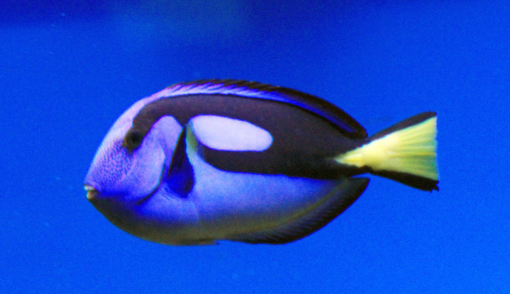 Paracanthurus hepatus (Голубой хирург)