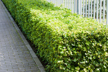 Живая изгородь для Сибири: пузыреплодник, дерен, спирея
