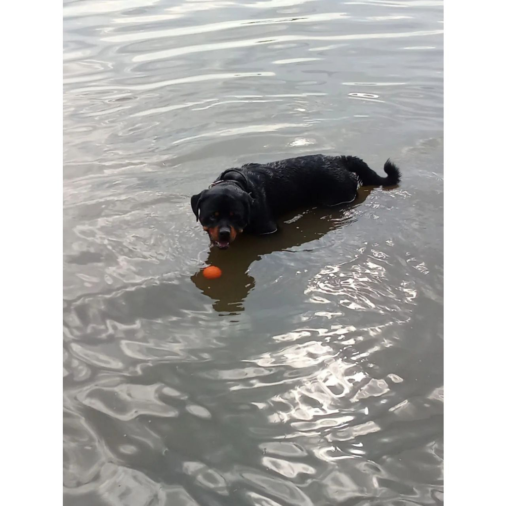 МЯЧ НА ВЕРЁВОЧКЕ НЕ ТОНУЩИЙ В ВОДЕ ForDogTrainers