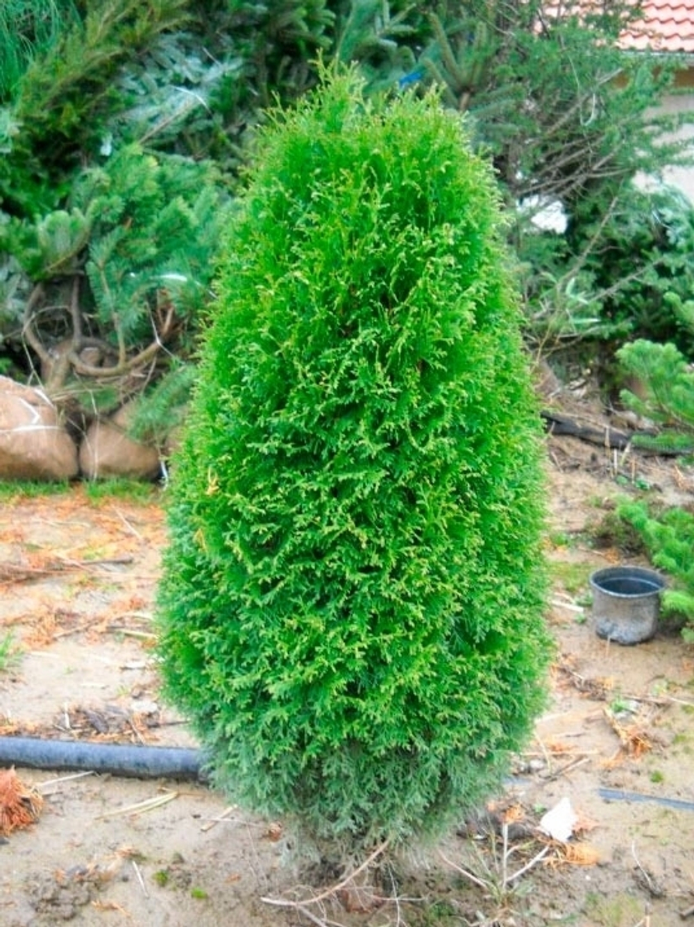Туя западная Green Egg (Гринг Эгг) 45 см