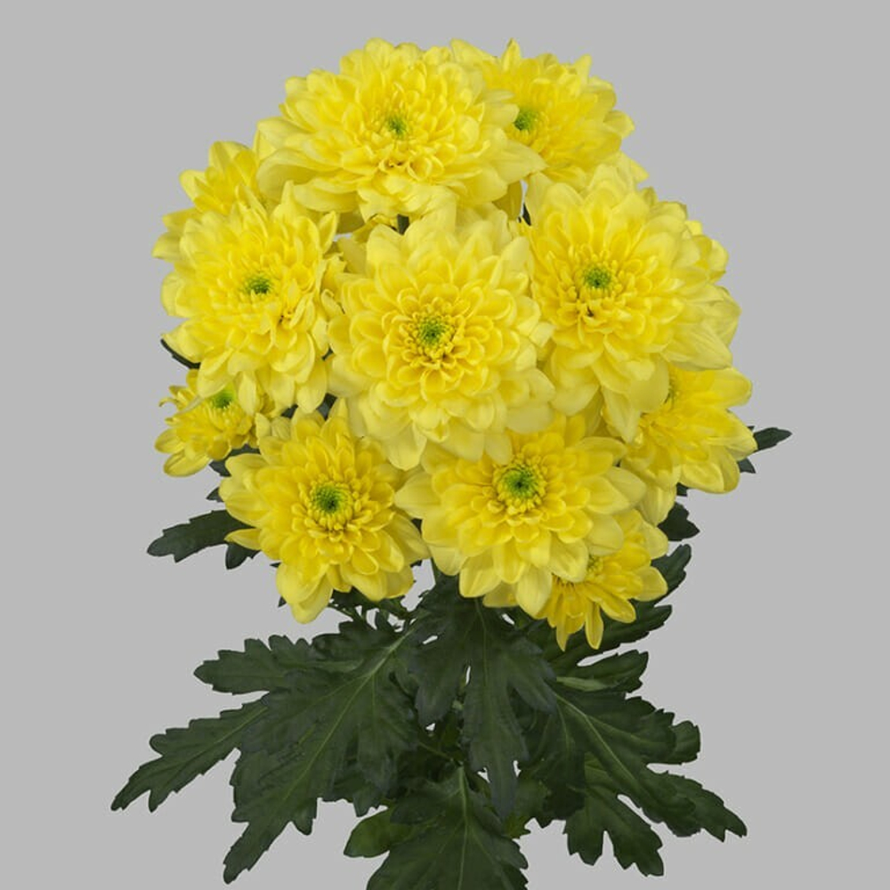 Altaj Yellow (NL)