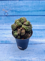 Gymnocalycium Spineless Crested form (Гимнокалициум Кристатный)