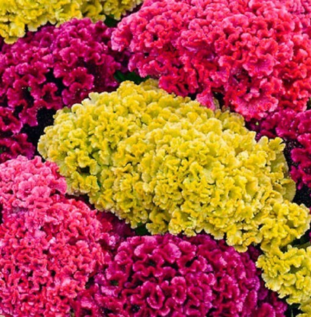 Целозия гребенчатая Коралловый сад, смесь сортов (аэ)