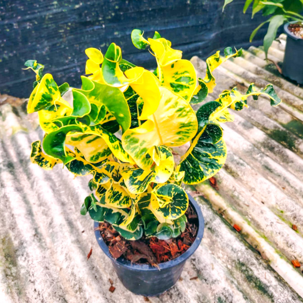 Кротон PT36 LUEANG LUANG