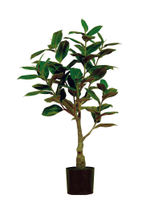 Фикус Эластика Мелани - Зеленый