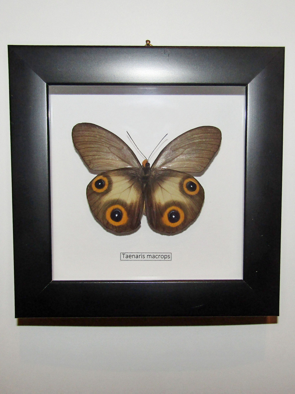 Бабочка Taenaris в рамке