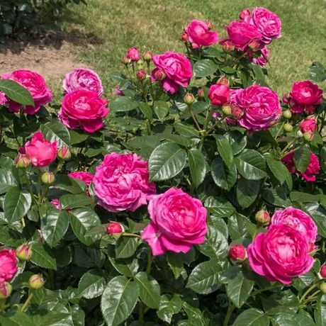 Анушка (Anuschka)