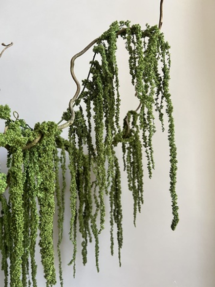 Амарант стабилизированный натуральный зеленый