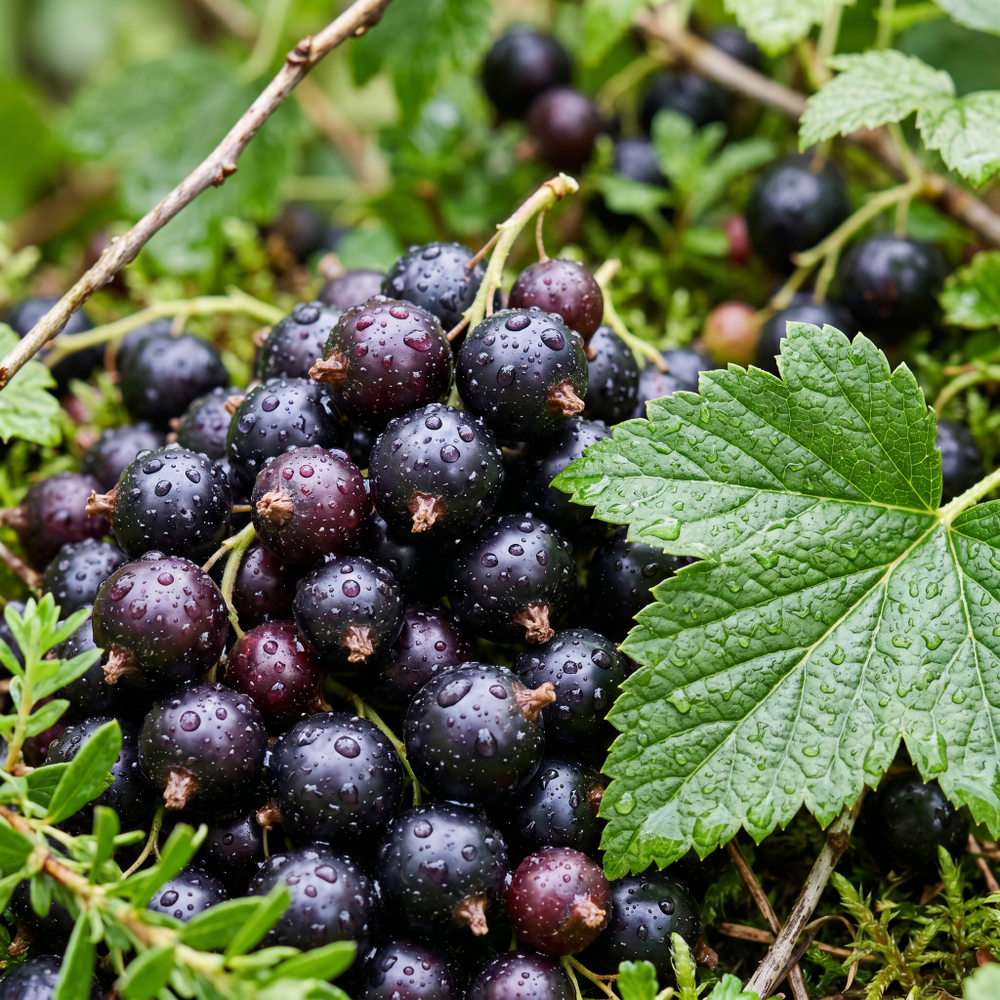 Отдушка CS - Элемент Черной Смородины (Black Currant Element)