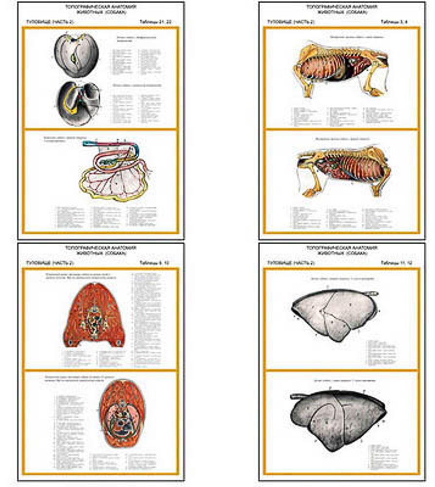 Плакаты ПРОФТЕХ &quot;Топограф. анатомия. Собака. Туловище&quot; (11 пл, винил, 70х100)