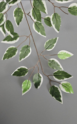 Фикус 12 веток / Арт 1249