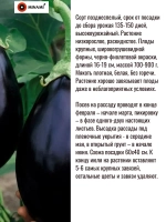 Баклажан черный краcавец Black Beauty