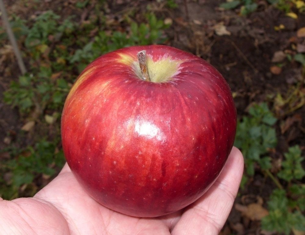 Яблоня Беркутовское