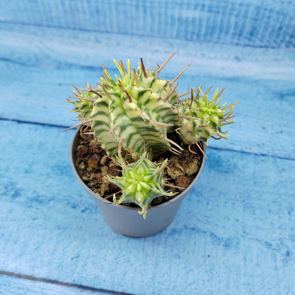 Euphorbia meloformis f. Variegated (Эуфорбия вариегатная)