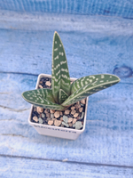 Aloe Variagata