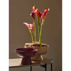 Блюдо на ножке vivlend, D21 см, сливовое