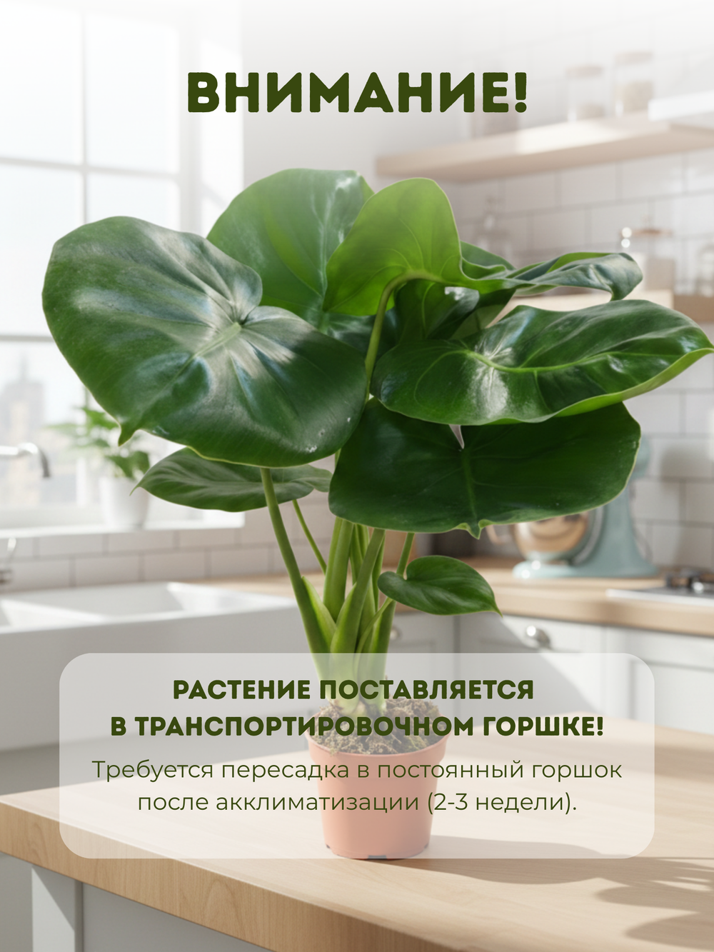 Монстера видовая д.11