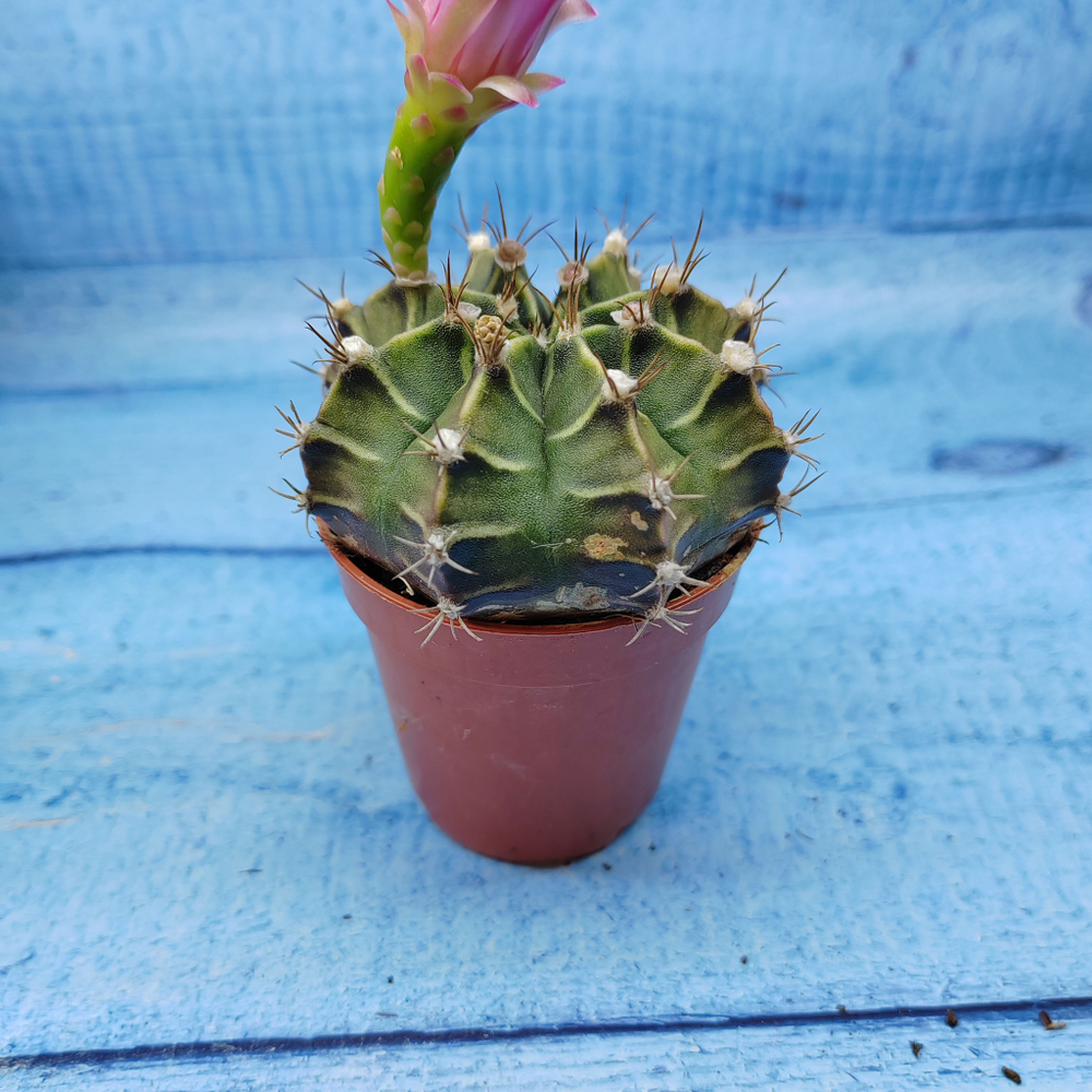 Gymnocalycium Friedrichii (Гимнокалициум)