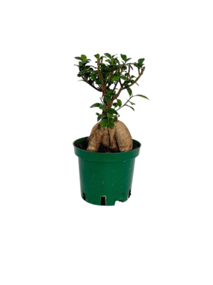 Фикус Гинсенг д.12 СП