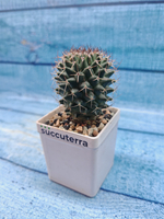 Mammillaria Hildagensis (Маммилярия)