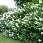 Гортензия метельчатая Тардива