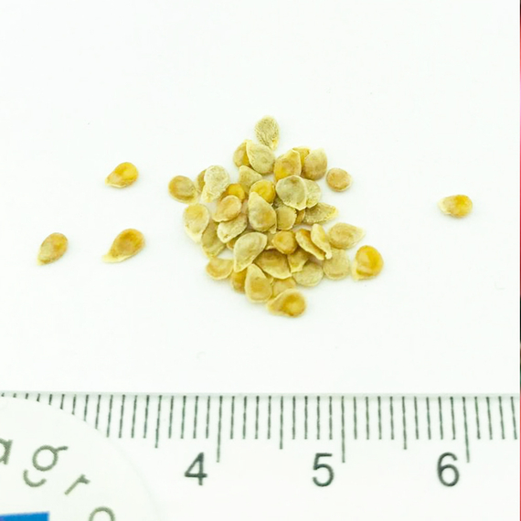 АМФИОН F1 семена томата Vilmorin семена – фото 7