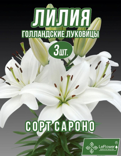 Лилия Луковица, Саронно, 3 шт
