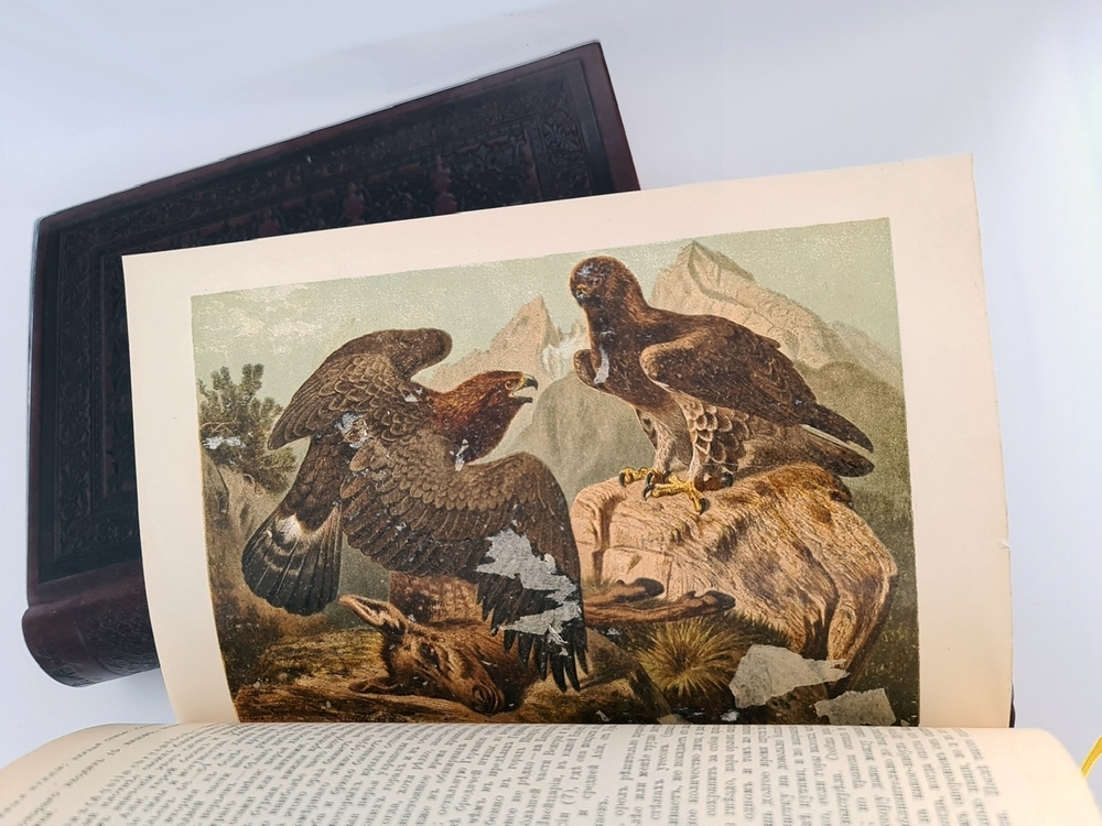 "Жизнь животных". А.Э.Брэм. 1904 г. - антикварная книга