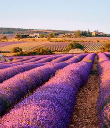 Blue Champetre, сменные блоки авто диффузора, Ladenac Milano