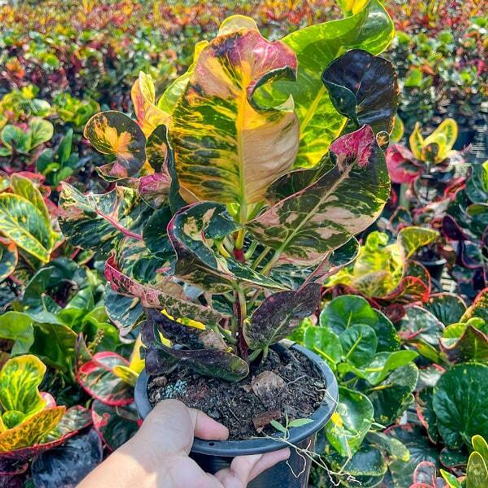 Кротон JAREN MONGKOL