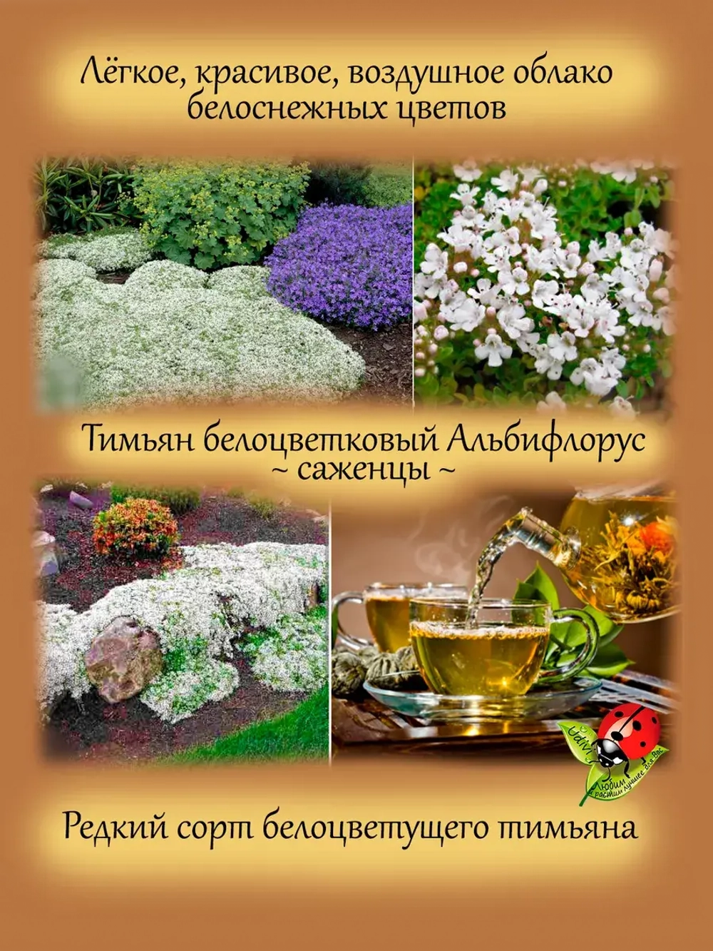 Тимьян Альбифлорус чабрец пряность многолетняя