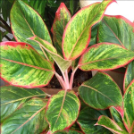 Аглаонема MANEE LOM PHET