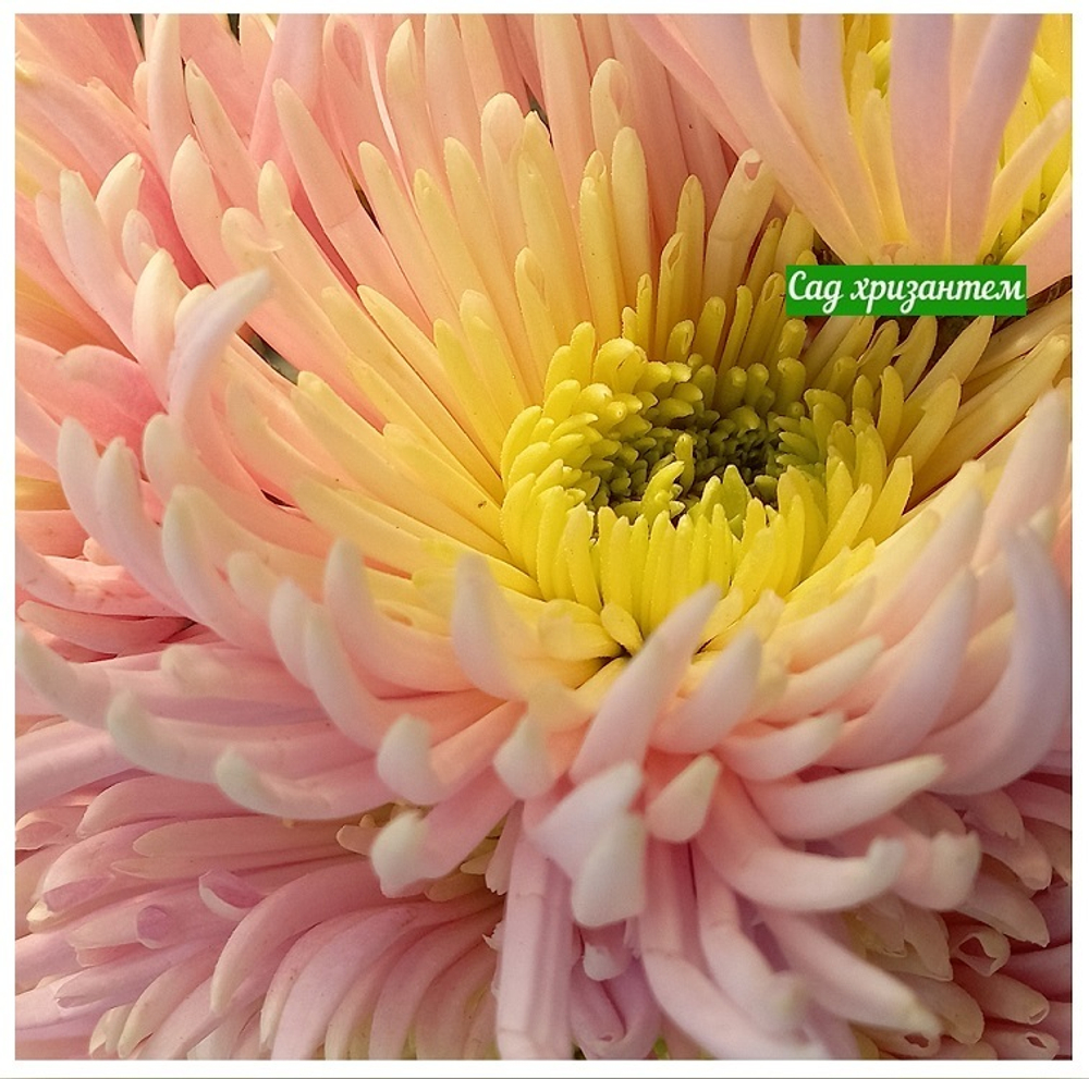 Крупноцветковая хризантема Шина розовая ☘ о.83   (временно нет в наличии)