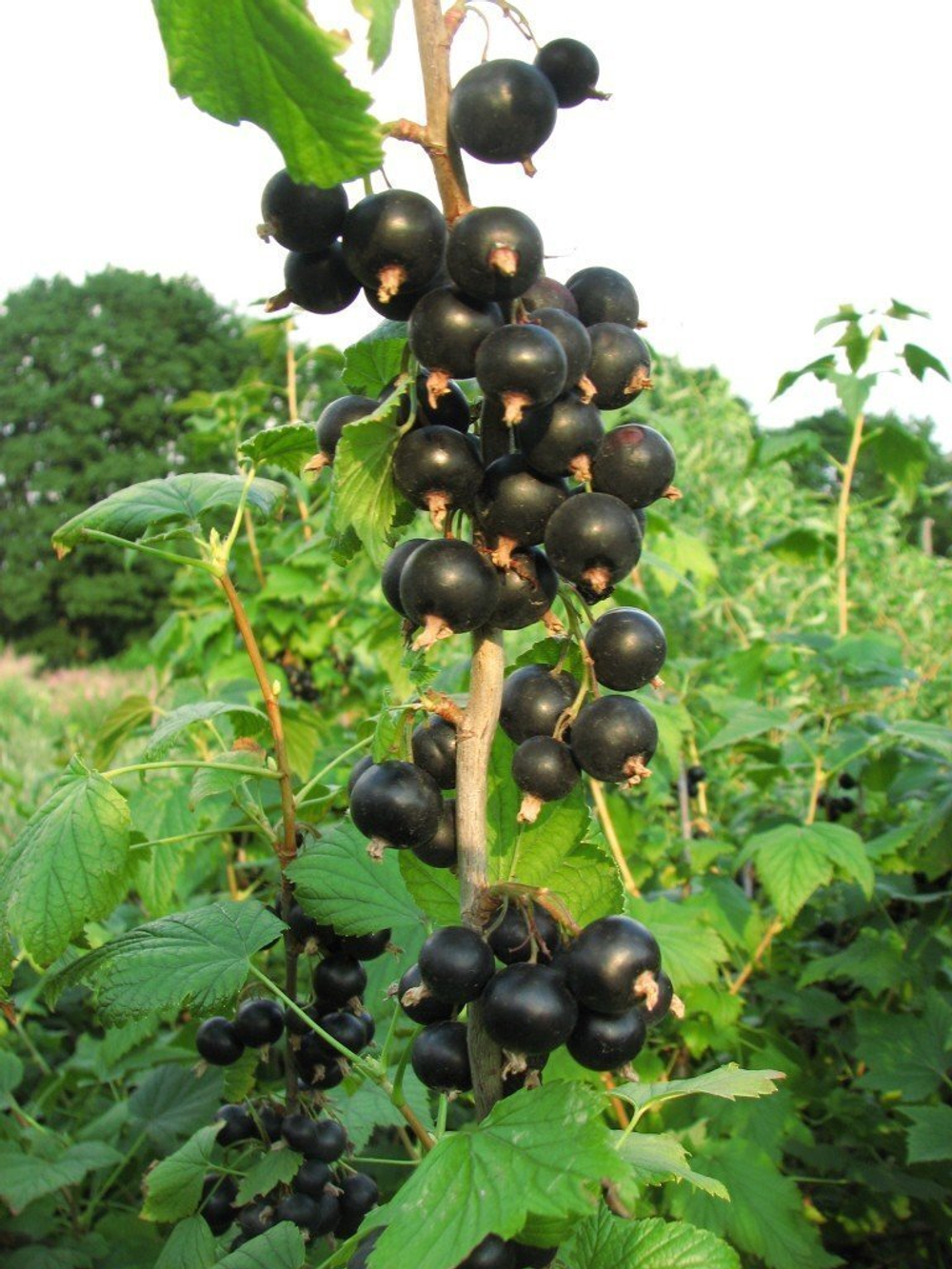 Саженцы смородины черной Титания