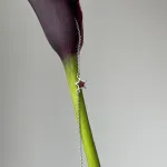 Браслет Звезда с вишневым янтарем