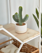 Искусственный Cactus с белым горшком 22 см