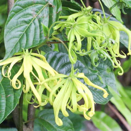 Иланг-иланг