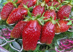 Клубника Купчиха 10шт (ОКС)