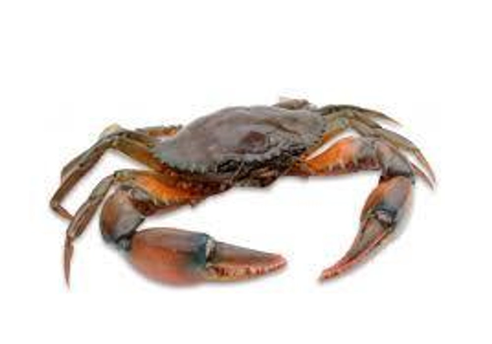 Мягкопанцирный краб