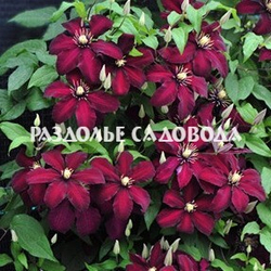 Клематис крупноцветковый Ниобе 