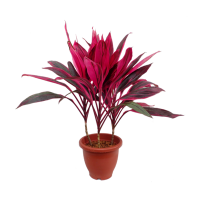 Кордилина Пинк