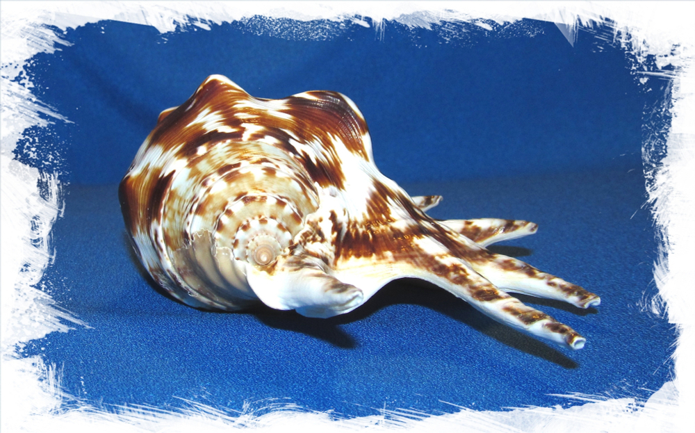 Ламбис Тигровый 13 - 17см