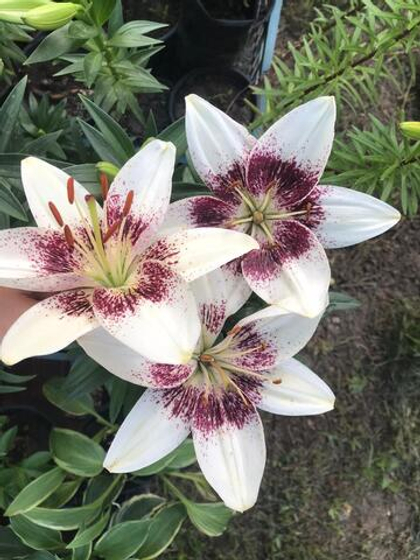 Лилия азиатская Дот Ком